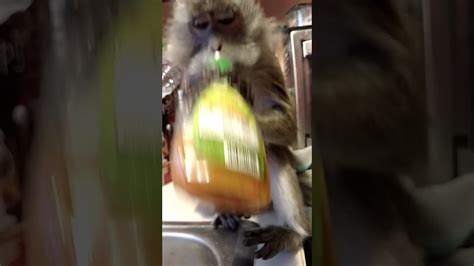 A macaque perceives a magic trick